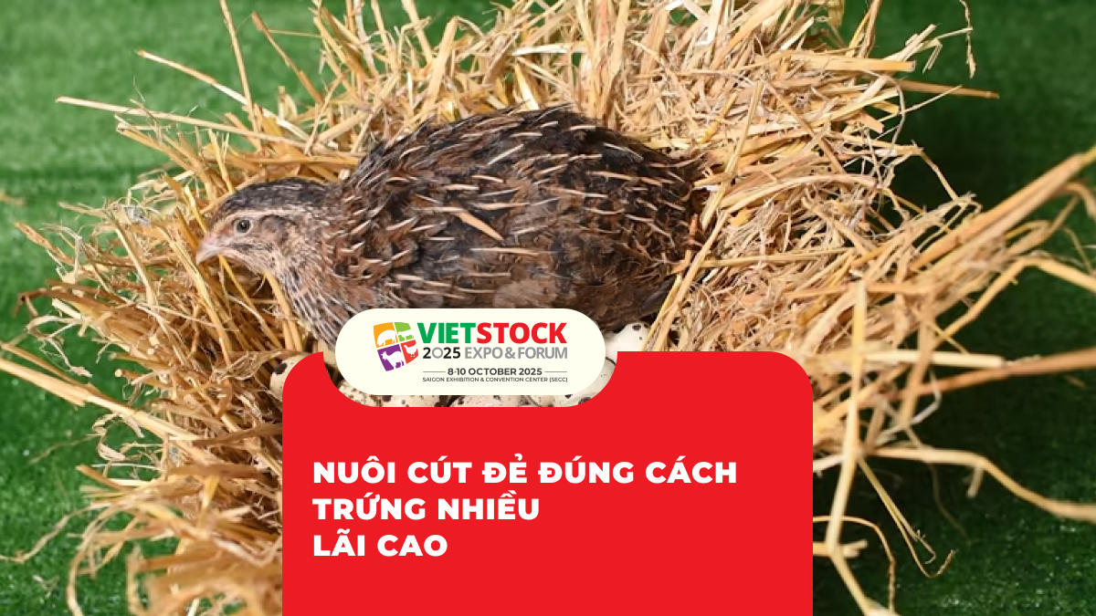 Nuôi Cút Đẻ Đúng Cách Trứng Nhiều Lãi Cao